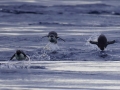 Jan2020_GourdinIsland_Antarctic-094