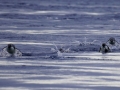Jan2020_GourdinIsland_Antarctic-095