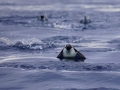 Jan2020_GourdinIsland_Antarctic-101