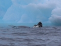 Jan2020_GourdinIsland_Antarctic-113