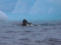 Jan2020_GourdinIsland_Antarctic-114