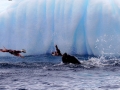 Jan2020_GourdinIsland_Antarctic-115