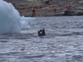 Jan2020_GourdinIsland_Antarctic-122