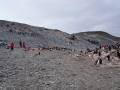 Jan2020_GourdinIsland_Antarctic-128