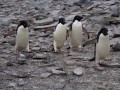 Jan2020_GourdinIsland_Antarctic-129