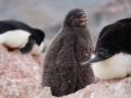 Jan2020_GourdinIsland_Antarctic-132