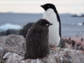 Jan2020_GourdinIsland_Antarctic-134