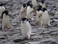Jan2020_GourdinIsland_Antarctic-138
