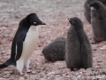Jan2020_GourdinIsland_Antarctic-147