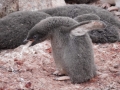 Jan2020_GourdinIsland_Antarctic-150