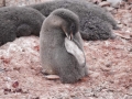 Jan2020_GourdinIsland_Antarctic-151