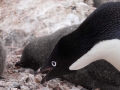 Jan2020_GourdinIsland_Antarctic-156