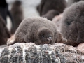 Jan2020_GourdinIsland_Antarctic-159