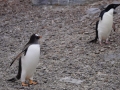 Jan2020_GourdinIsland_Antarctic-162