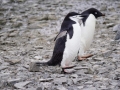 Jan2020_GourdinIsland_Antarctic-165