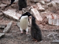 Jan2020_GourdinIsland_Antarctic-170