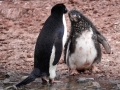 Jan2020_GourdinIsland_Antarctic-172