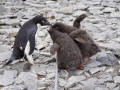 Jan2020_GourdinIsland_Antarctic-173