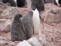 Jan2020_GourdinIsland_Antarctic-175