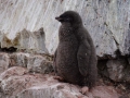 Jan2020_GourdinIsland_Antarctic-176