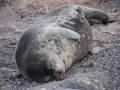 Jan2020_GourdinIsland_Antarctic-189
