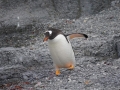 Jan2020_GourdinIsland_Antarctic-190