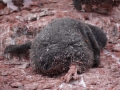 Jan2020_GourdinIsland_Antarctic-194