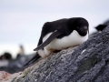 Jan2020_GourdinIsland_Antarctic-197