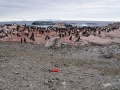 Jan2020_GourdinIsland_Antarctic-199