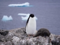 Jan2020_GourdinIsland_Antarctic-210