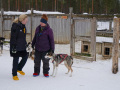 202603_HuskySchlitten-004