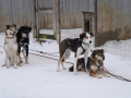 202603_HuskySchlitten-004a