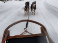 202603_HuskySchlitten-016a