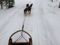 202603_HuskySchlitten-021