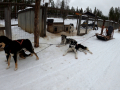 202603_HuskySchlitten-029