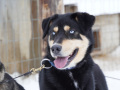 202603_HuskySchlitten-030