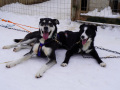 202603_HuskySchlitten-034
