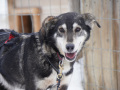 202603_HuskySchlitten-035