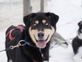 202603_HuskySchlitten-037