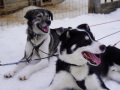 202603_HuskySchlitten-038