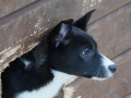 202603_HuskySchlitten-043
