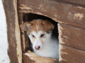 202603_HuskySchlitten-052