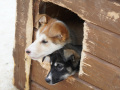 202603_HuskySchlitten-057