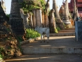 Shwe Inn Thein_Inle Lake_Oct_2017 -079