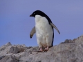 Jan2020_KinnesCove_Antarctic-002