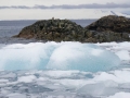 Jan2020_KinnesCove_Antarctic-024