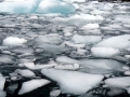 Jan2020_KinnesCove_Antarctic-025