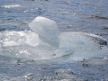 Jan2020_KinnesCove_Antarctic-040