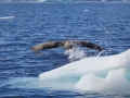 Jan2020_KinnesCove_Antarctic-043
