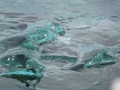 Jan2020_KinnesCove_Antarctic-048